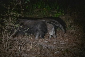 Anteater, Pantanal, Brazil