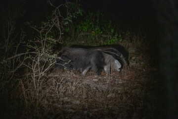 Anteater, Pantanal, Brazil