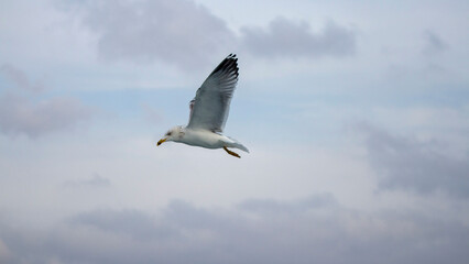 Beautiful Seagull Flying Near the Beach.