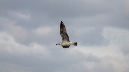 Beautiful Seagull Flying Near the Beach.