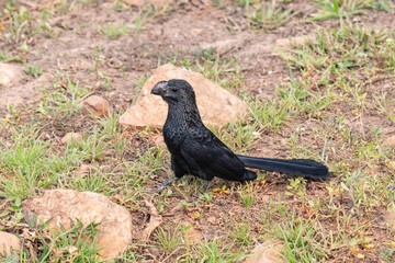 Birds of Pantanal, Brazil