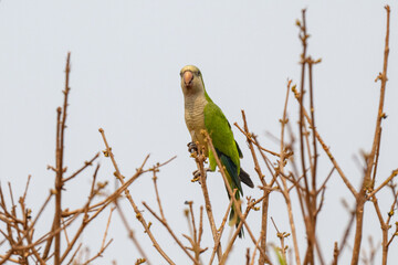 Birds of Pantanal, Brazil