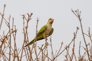 Birds of Pantanal, Brazil