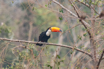 Birds of Pantanal, Brazil