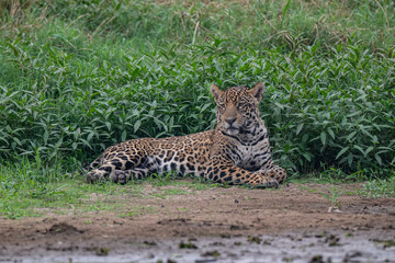 Jaguar, Pantanal, Brazil