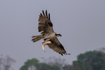 Osprey with fish