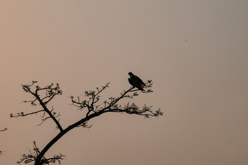 Birds of Pantanal, Brazil