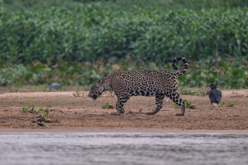 Jaguar, Pantanal, Brazil