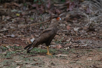 Birds of Pantanal, Brazil
