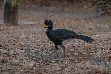 Birds of Pantanal, Brazil