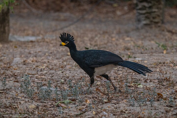 Birds of Pantanal, Brazil