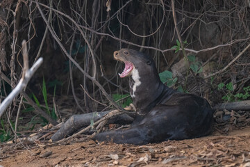 Giant otters, Pantanal, Brazil