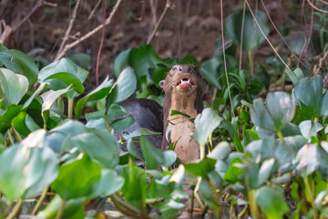 Giant otters, Pantanal, Brazil