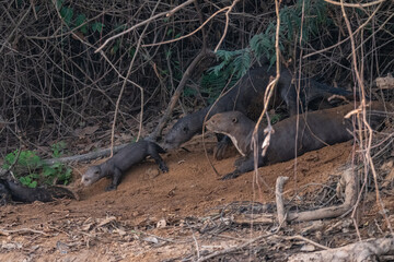 Giant otters, Pantanal, Brazil