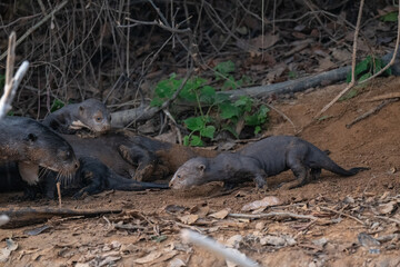 Giant otters, Pantanal, Brazil