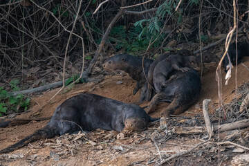 Giant otters, Pantanal, Brazil