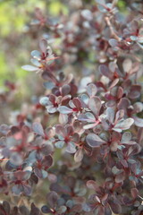 Branch of berberis thunbergii on bloom, dark purple foliage