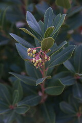 Flowers of Arbutus unedo, flowering strawberry tree w, ornamental and medicinal plant with edible fruits, winter blooming plant