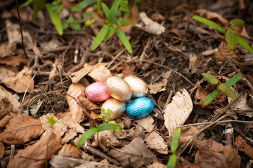 Easter eggs in the forest. Easter egg hunt, popular activity for kids