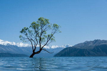 tree of wanaka
