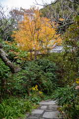 鎌倉2411　光則寺5　紅葉