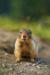 Prairie dogs in their native environment in the meadows in the mountains near their den.