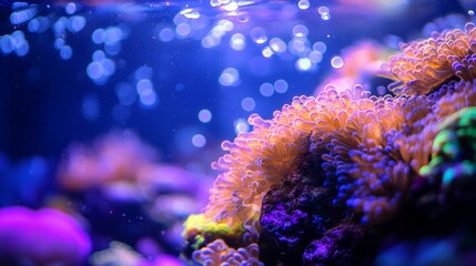 Colorful Coral and Splashing Water in a Vibrant Underwater Scene