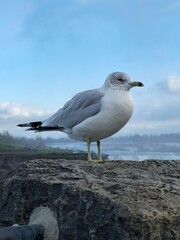 seagull on the niagara falls 