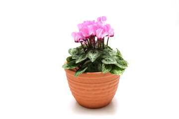 白背景の植木鉢に植えたガーデンシクラメン
