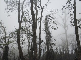 Fototapeta premium Jungle in the mountains in the fog after a storm. Forest in the fog. Trees, palm trees and branches are broken around after a volcanic eruption.