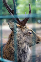 Rehe und Hirsche in Deutschland. 