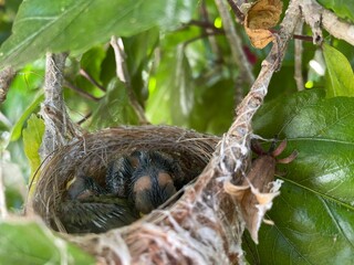 birds in nest