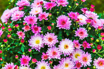 Close-up view of blooming pink chrysanthemums with vibrant green leaves in garden setting.