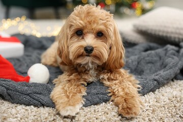Cute Maltipoo dog with Santa hat on blanket indoors