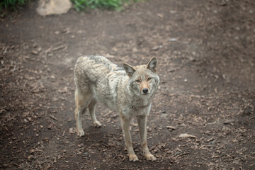 Hungry nuisance predator coyote standing looking ahead and up in forest clearing