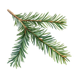 Naklejka premium drawing of a evergreen fir tree branch isolated on white background or transparent png. Watercolor
