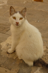 cat on the wall