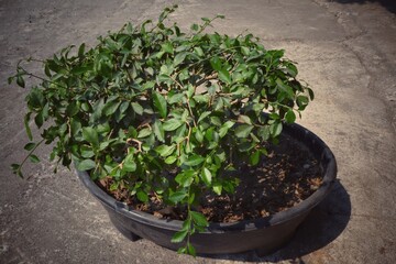 Lush green plants in black pots placed on concrete surface outdoors.