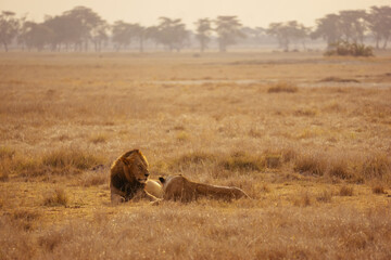 Lazy lion © Bartosz