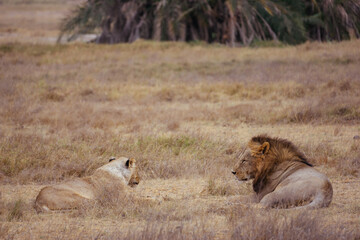 Lazy lion