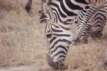 Pasąca się zebera © Bartosz