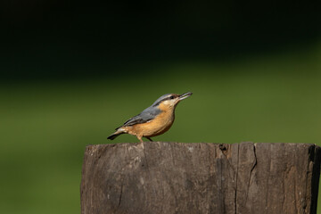 A  Eurasian Nuthatch (Sitta europaea) on a tree trunk with a clean, blurred background.