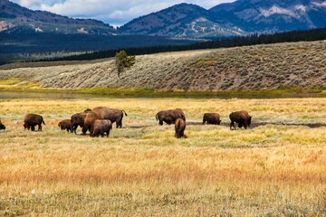 American Bison in the Late Summer in Yellowstone National Park Wyoming.