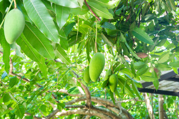 Close up of Fresh green Mangoes hanging on the mango tree in a garden farm,Bunch of mango with blur leaf background with sunlight background harvest fruit thailand,copy space..