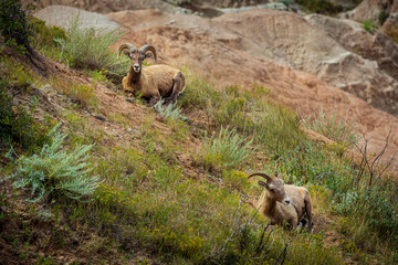 Bighorn sheep rest in the canyons of Badlands National Park near Wall South Dakota