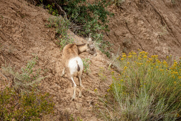 Bighorn sheep rest in the canyons of Badlands National Park near Wall South Dakota