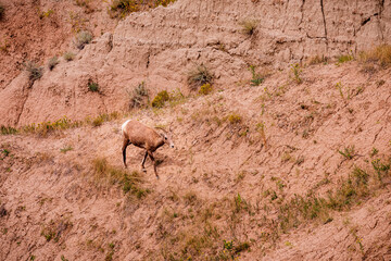 Bighorn sheep rest in the canyons of Badlands National Park near Wall South Dakota