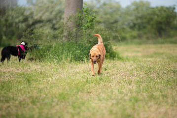 Yellow rescued dog during obedience training