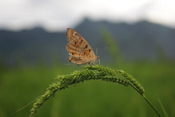 butterfly on the flower