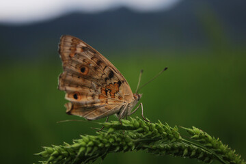 butterfly on the flower